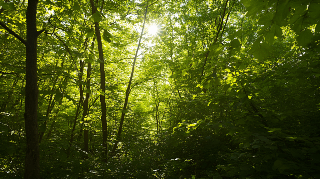 Rydal Hall Silent Retreat Serene Forest Canopy
